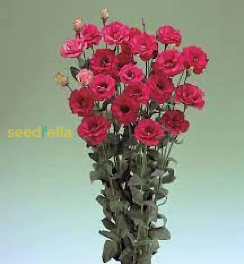 Red Eustoma Flower Seeds - Elegant Blooms For Planting