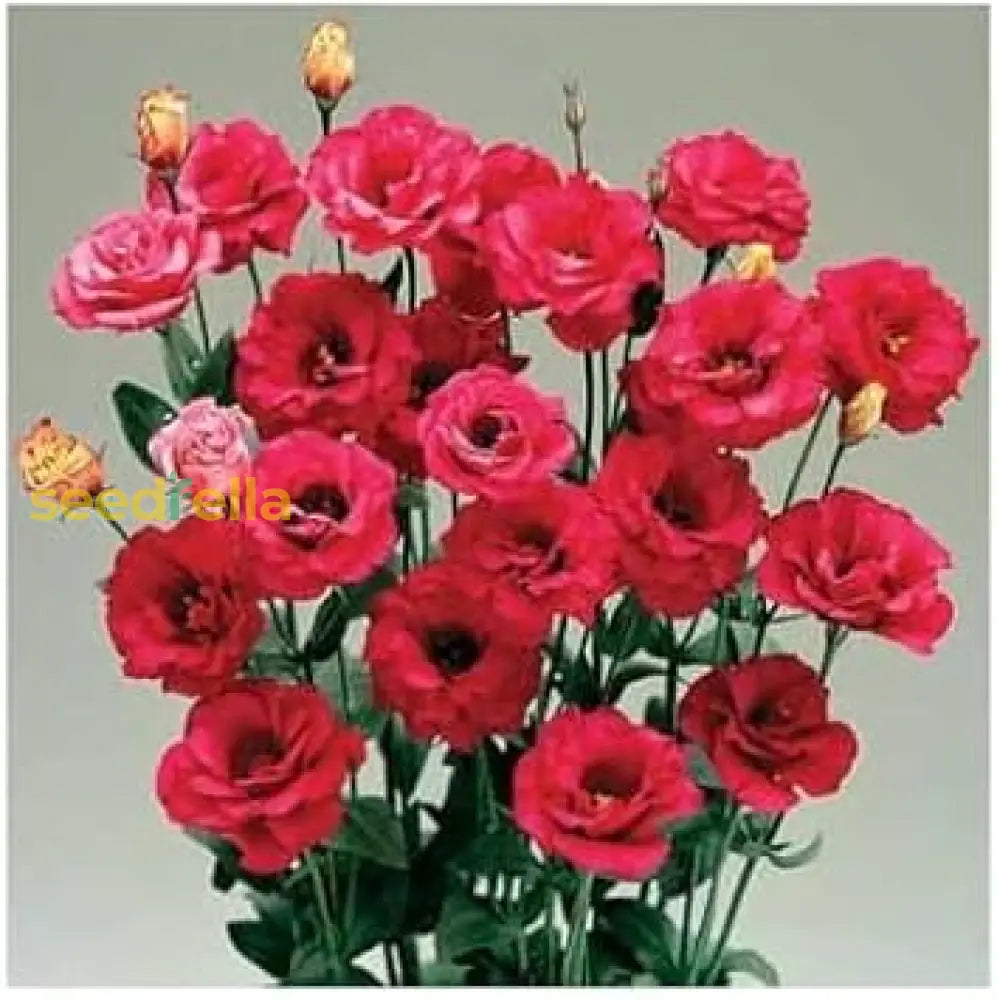 Red Eustoma Flower Seeds - Elegant Blooms For Planting