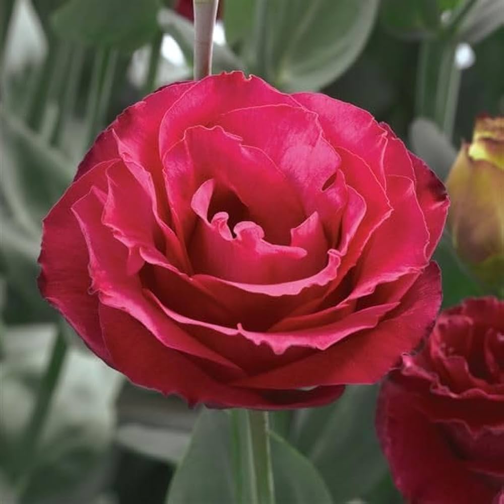 Red Eustoma Flower Seeds for Planting