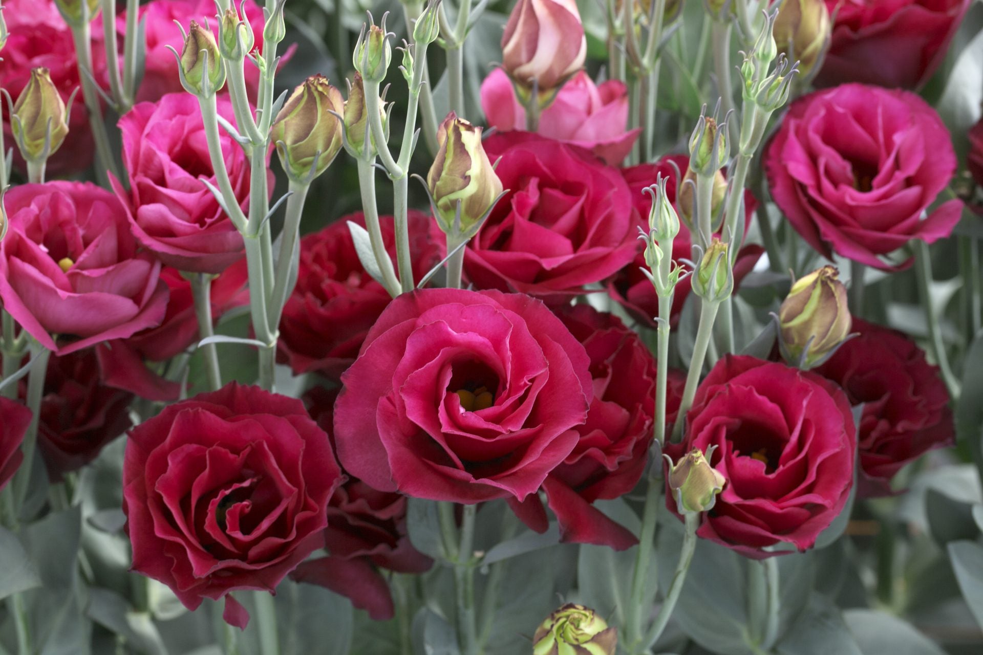 Red Eustoma flowers thriving in pots