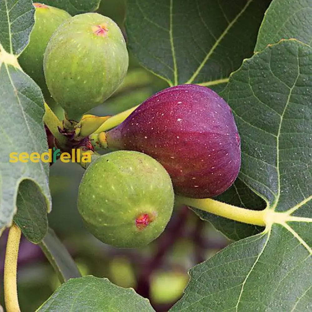 Red Fig Tree Seeds For Planting  Seed Lush Sweet Harvests In Gardens And Backyards Fruit