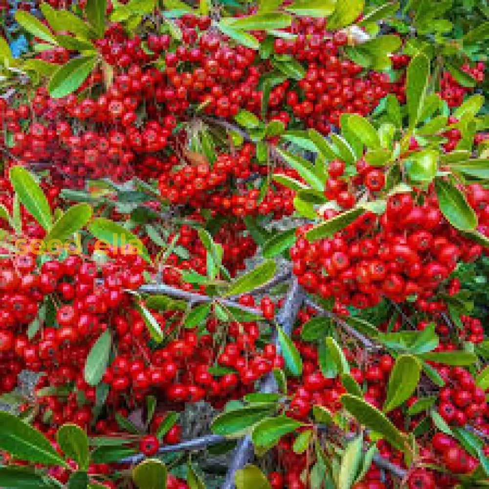 Red Firethorn Fruit Planting Seeds For Vibrant Garden Growth - Seed Ideal Ornamental