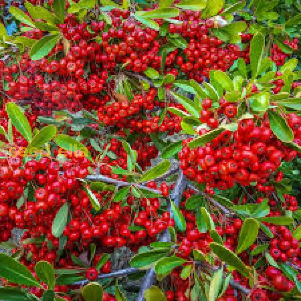 Red Firethorn Seeds for Vibrant Garden Growth