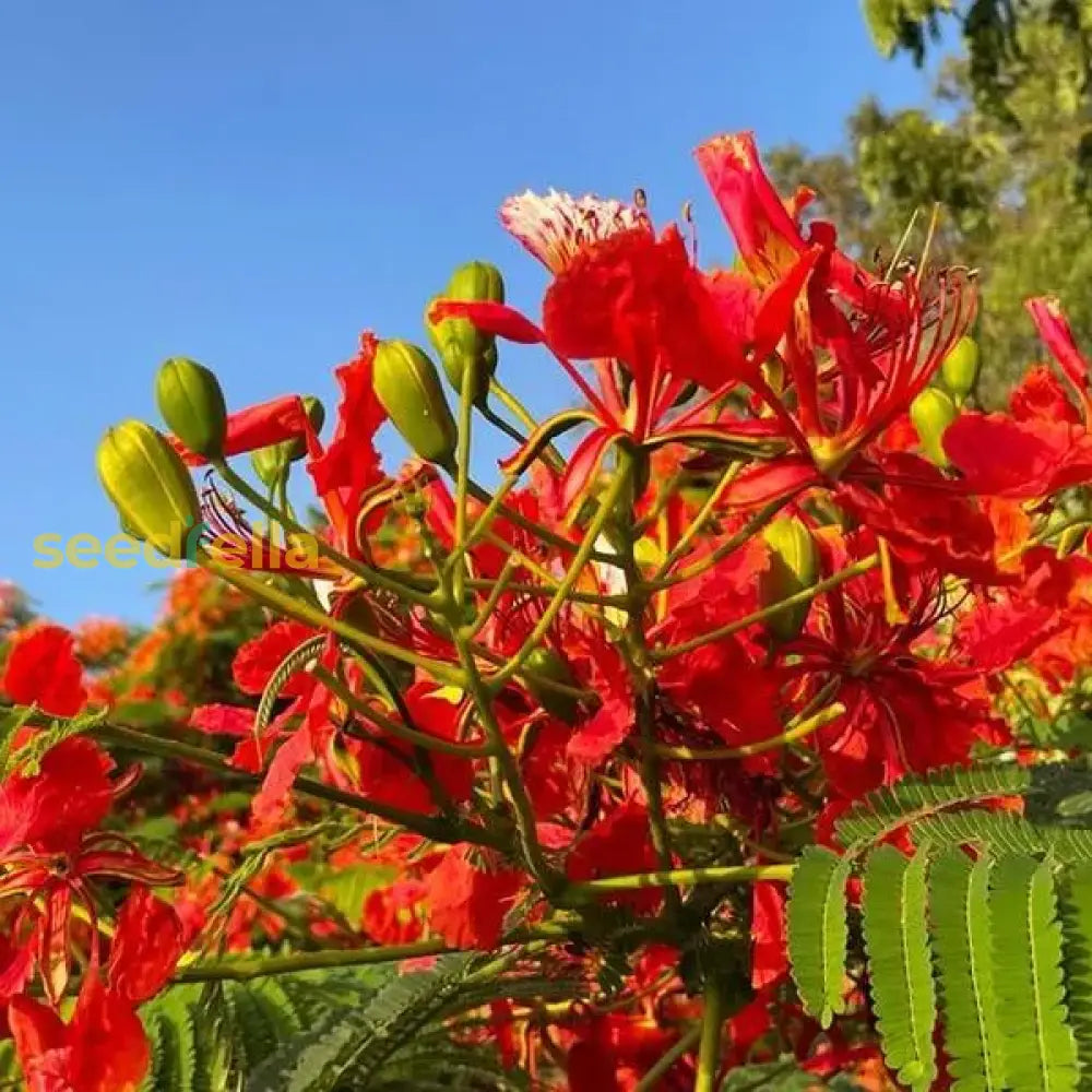 Red Flamboyant Tree Seeds Planting