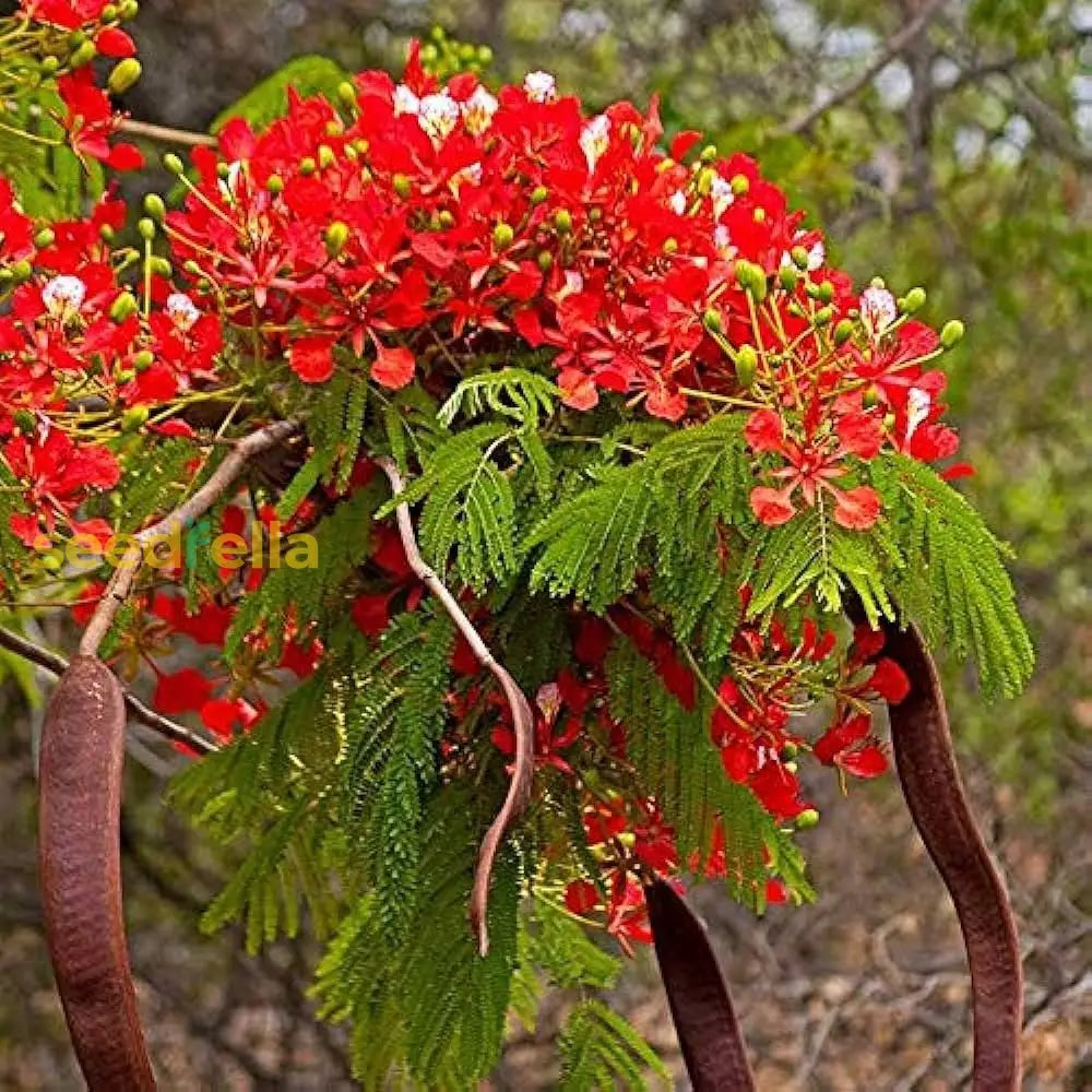 Red Flamboyant Tree Seeds Planting