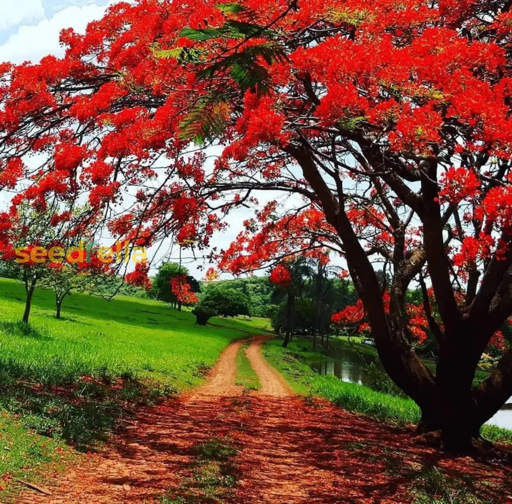 Red Flamboyant Tree Seeds Planting