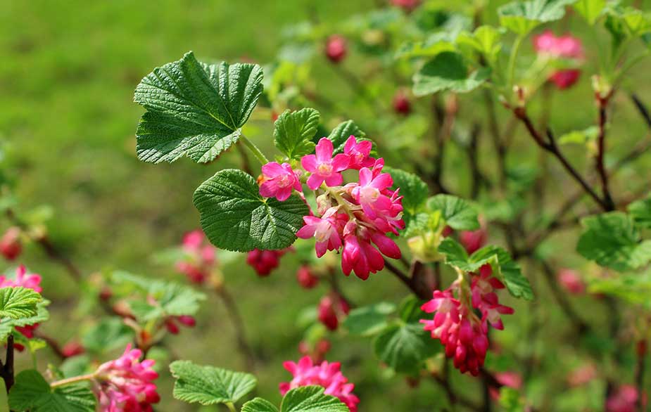 Mature Blood Currant shrub with red flowers and green foliage