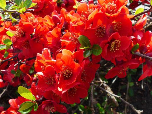 Red Flowering Dwarf Quince Seeds – Chaenomeles japonica Non-GMO Scarlet Shrub