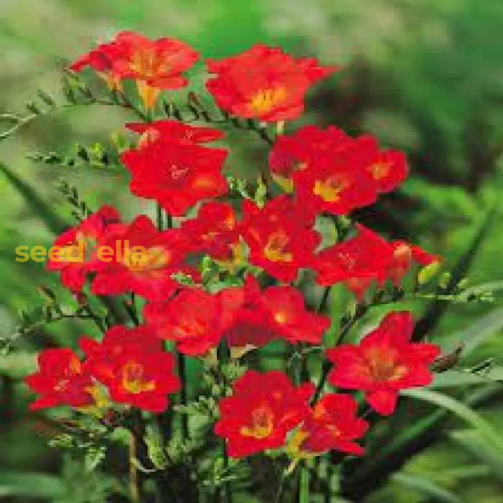 Red Freesia Flower Seeds For Planting