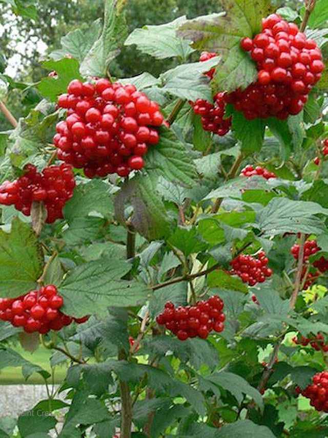 Red Fruit Cranberry Shrub Seeds – Viburnum trilobum Non-GMO Variety