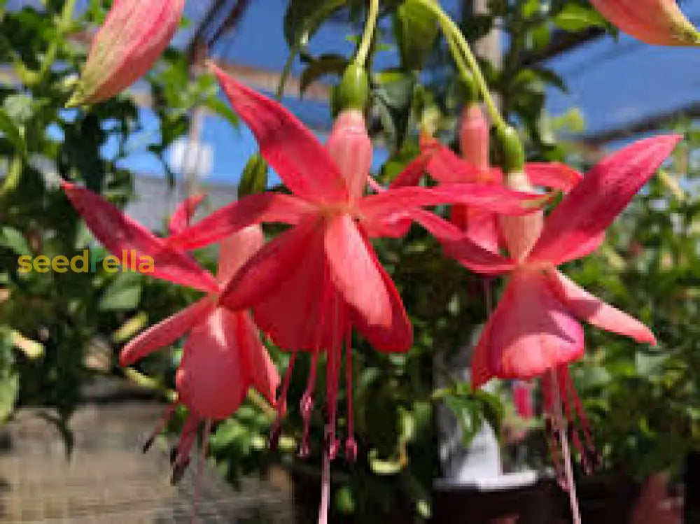 Red Fuchsia Flower Seeds For Easy Planting