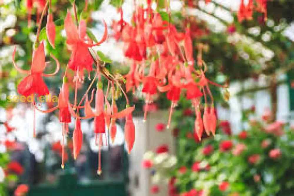 Red Fuchsia Flower Seeds For Easy Planting