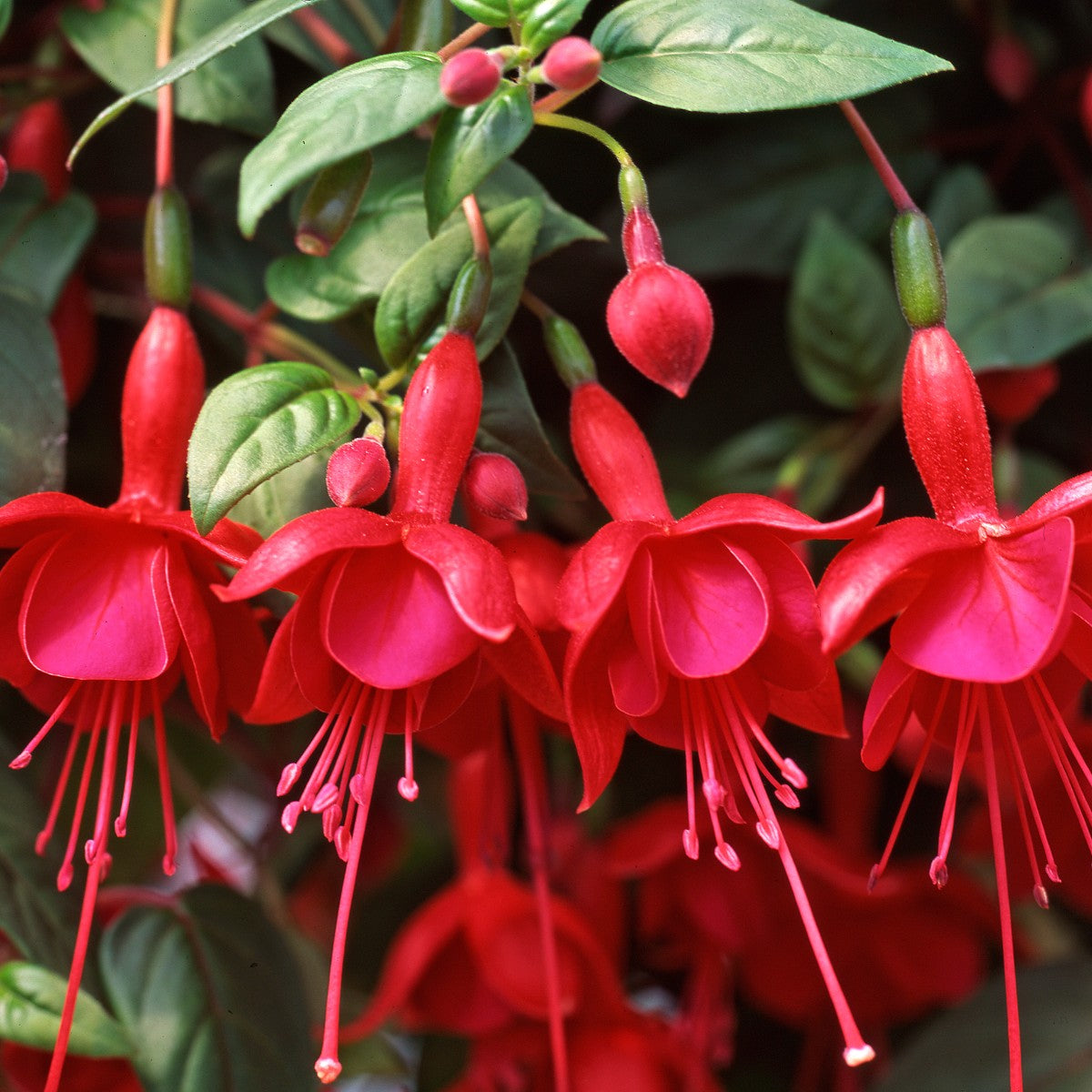 Red Fuchsia Flower Seeds for Easy Planting