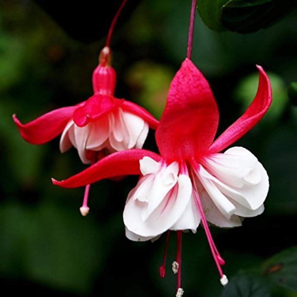 Red Fuchsia plants in garden containers