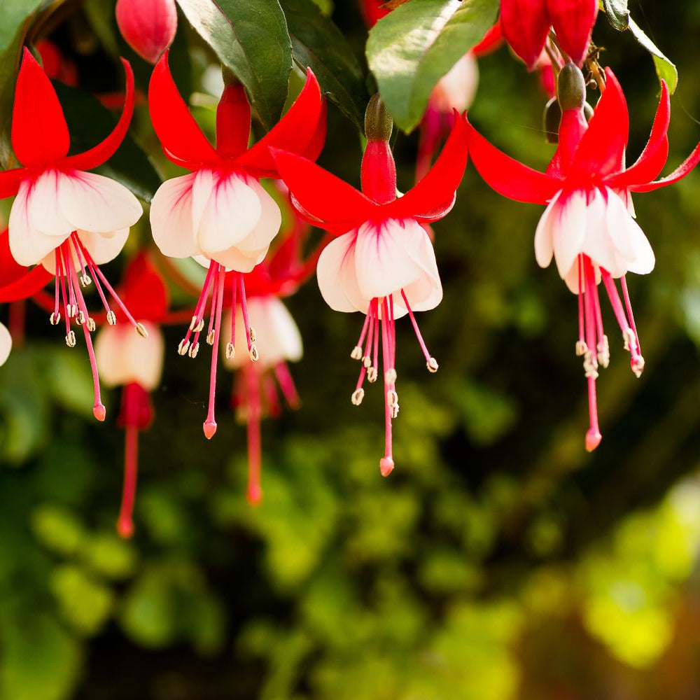 Red Fuchsia flowers growing in a shaded garden