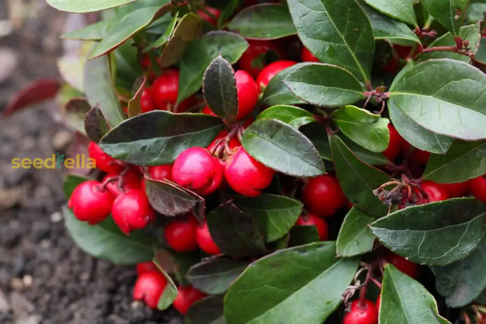 Red Gaultheria Procumbens Fruit Seeds