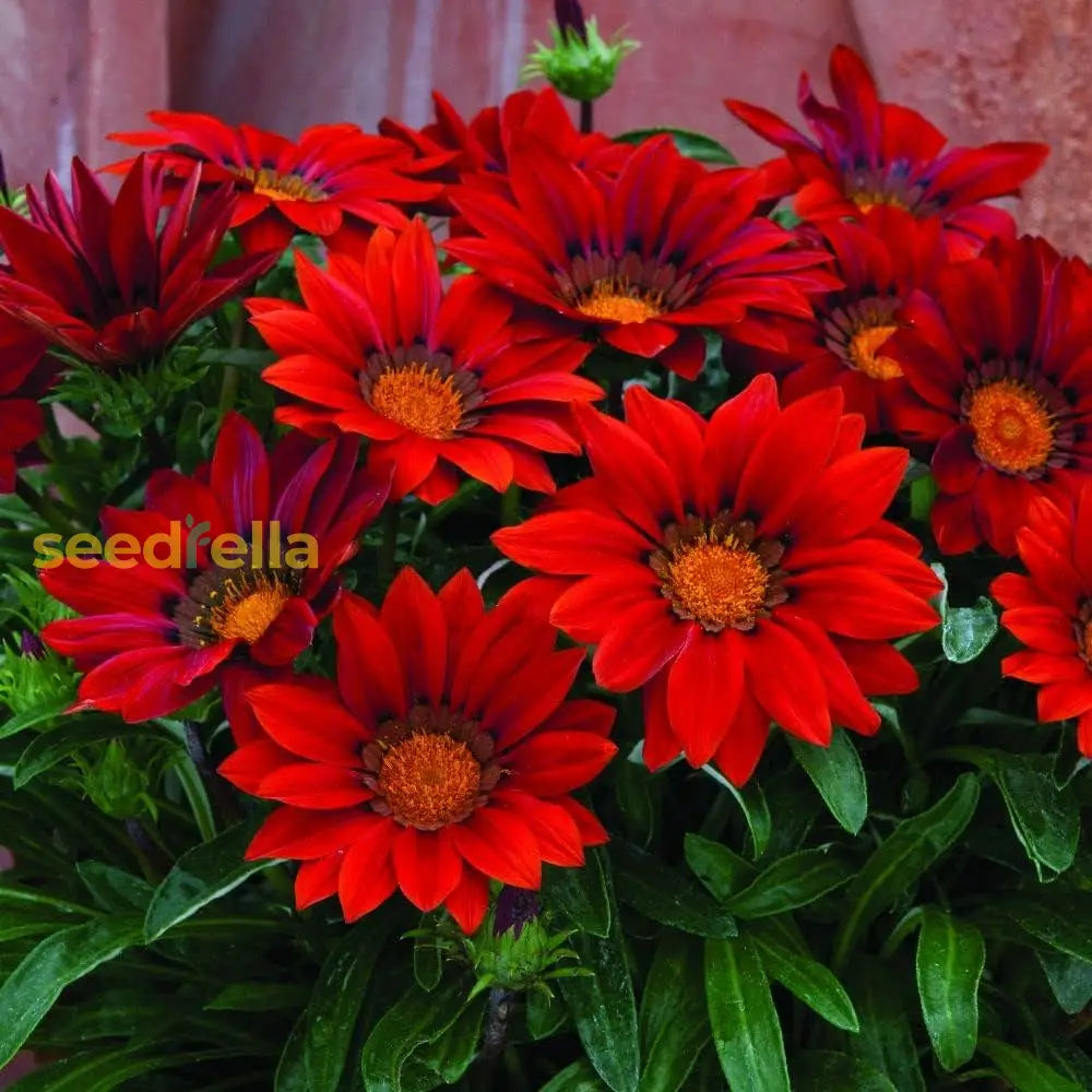 Red Gazania Flower Seeds Planting