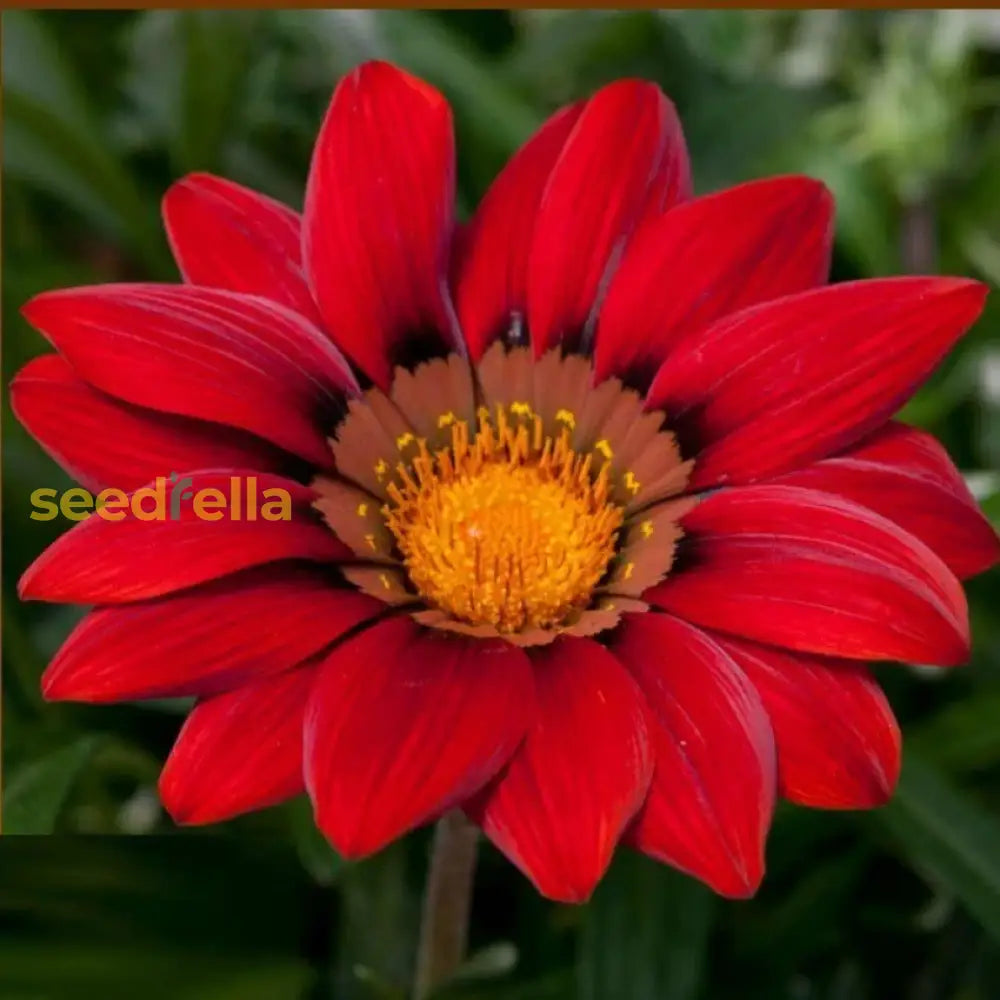 Red Gazania Flower Seeds Planting