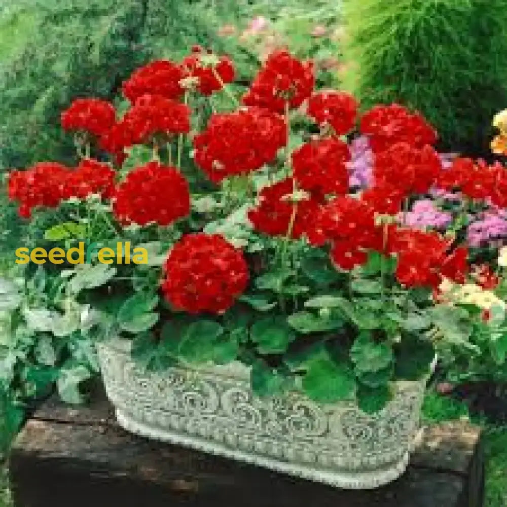 Red Geranium Breakaway Flower Seeds For Vibrant Planting