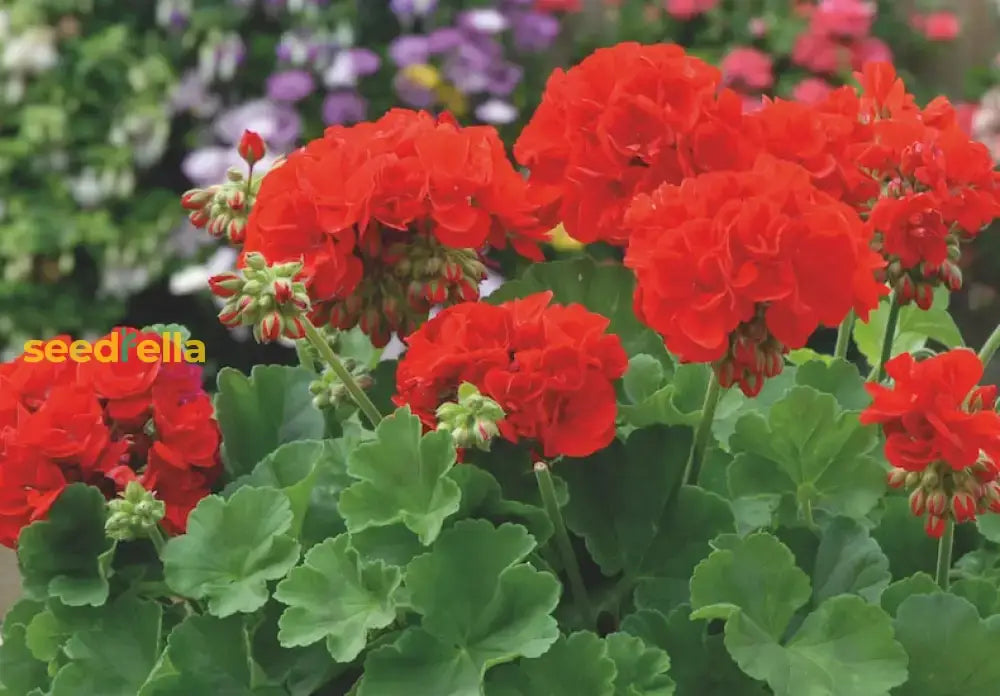 Red Geranium Breakaway Flower Seeds For Vibrant Planting