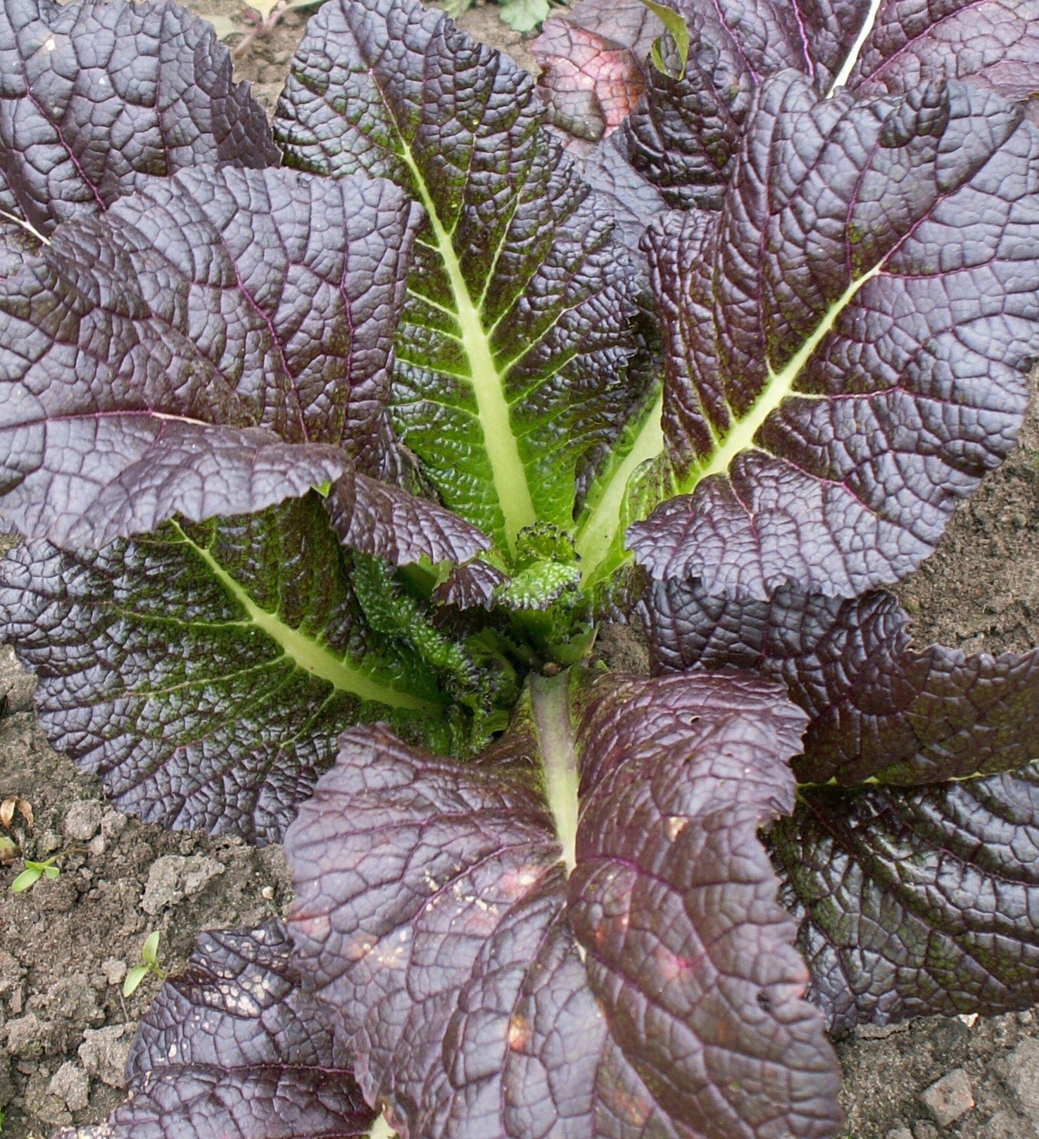 Red Giant Mustard growing in garden bed with large ruby-red leaves