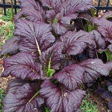 Freshly harvested Red Giant Mustard leaves arranged for salad