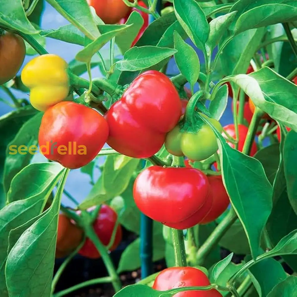 Red Giant Rocoto pepper seeds for planting non GMO variety