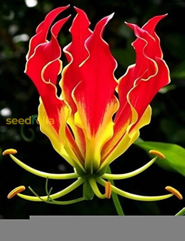 Red Gloriosa Superba Planting Seeds For Stunning Blooms Flower