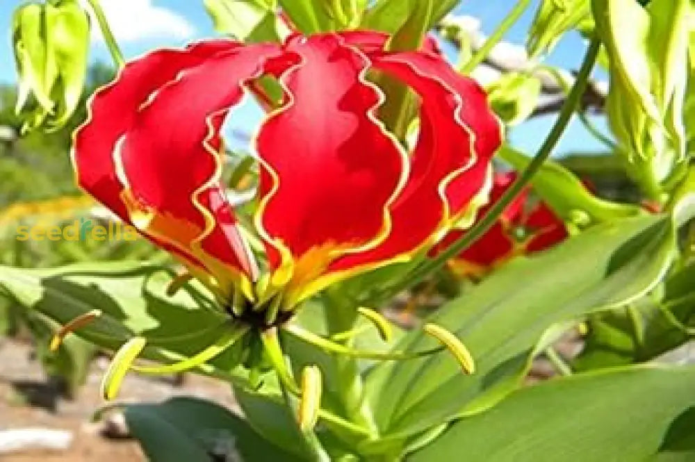 Red Gloriosa Superba Planting Seeds For Stunning Blooms Flower