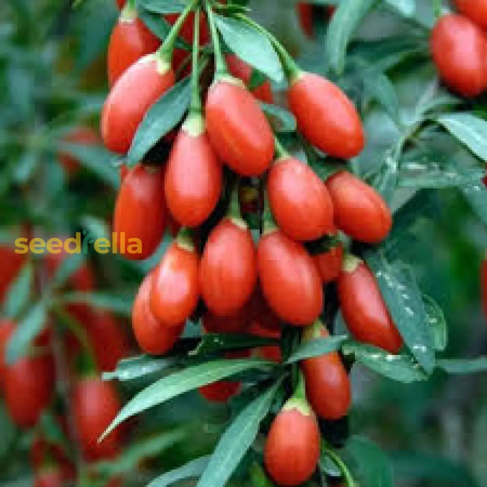 Red Goji Fruit Seeds Planting Essentials