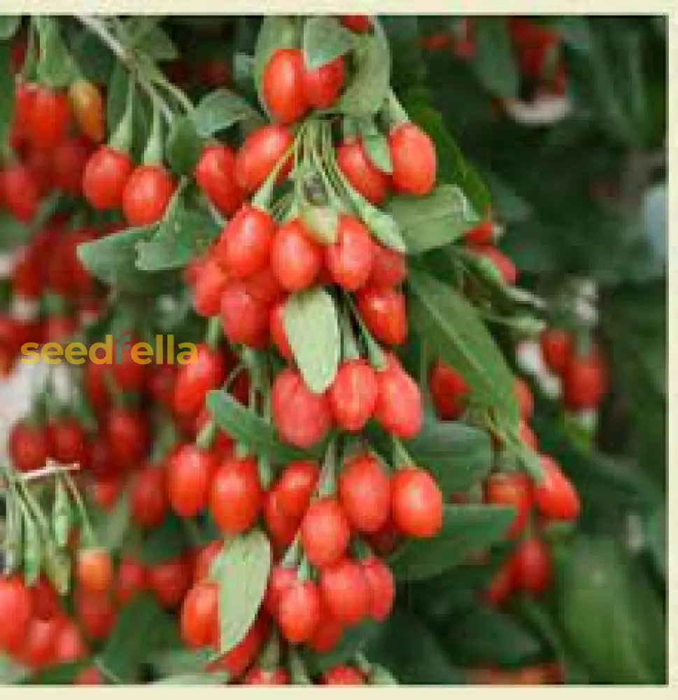 Red Goji Fruit Seeds Planting Essentials