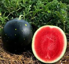 Red Gray Watermelon seeds for planting sweet and juicy melons