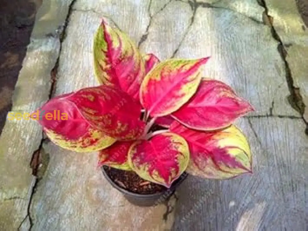 Red Green Aglaonema Plant Seeds Planting