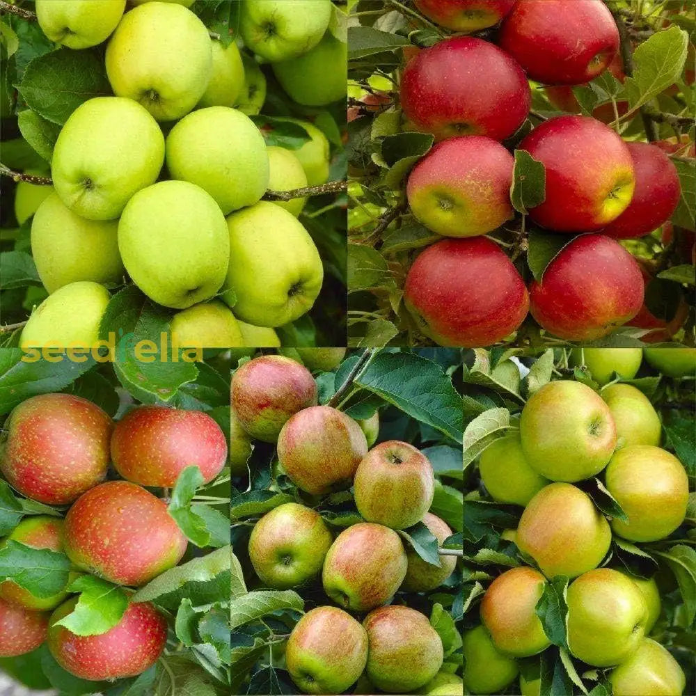 Red & Green Apple Seeds for Planting Fruit Trees