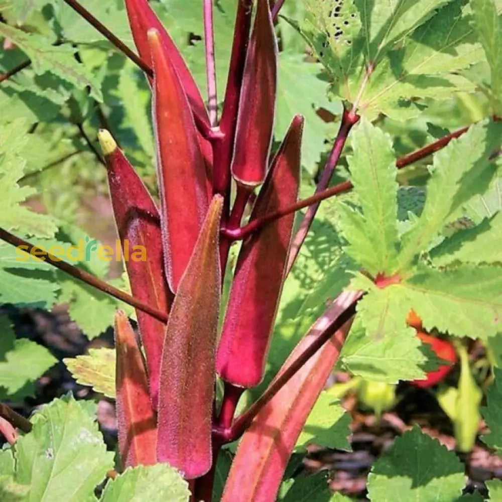 Red and green okra seeds for planting
