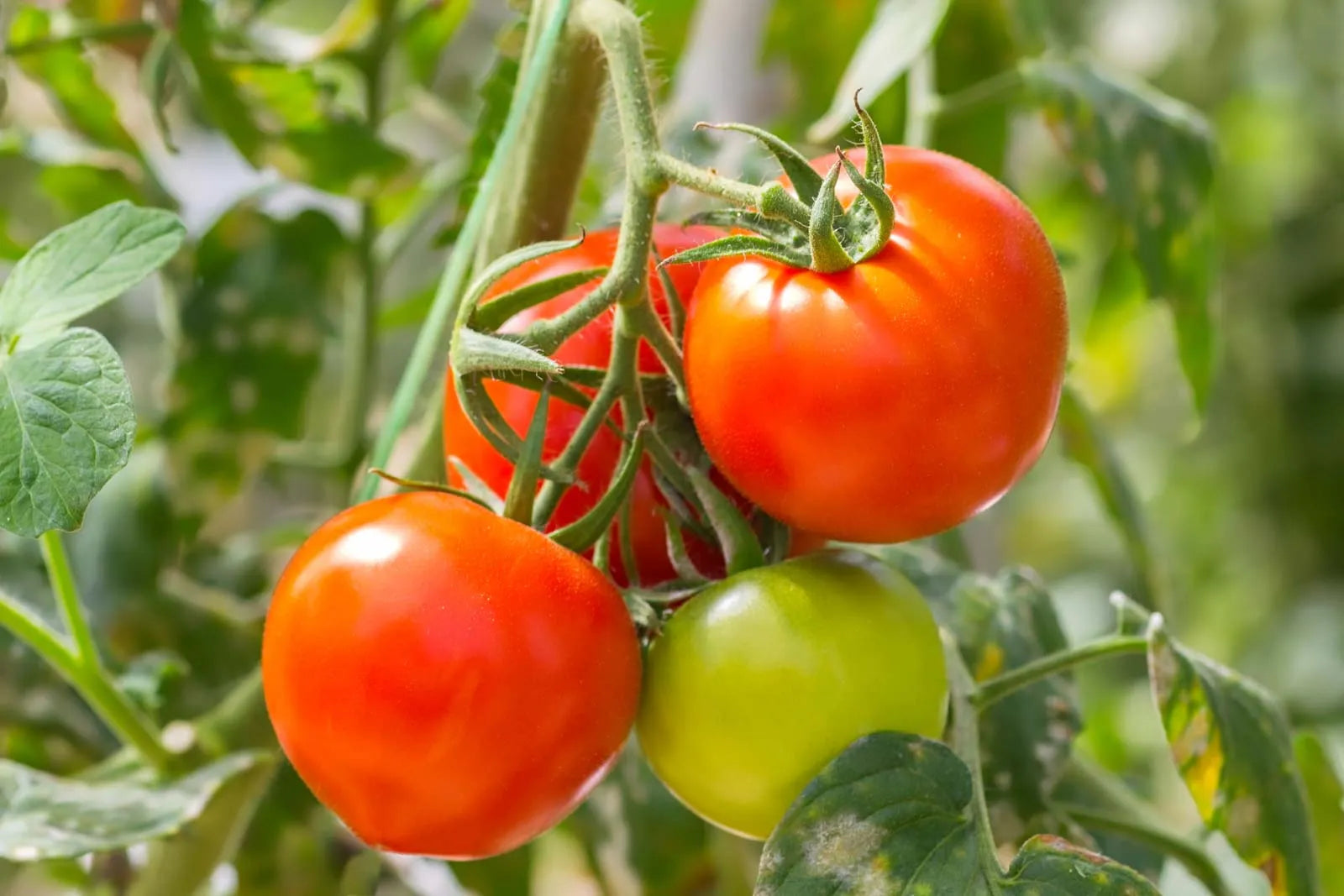 Red and green tomatoes growing on the vine