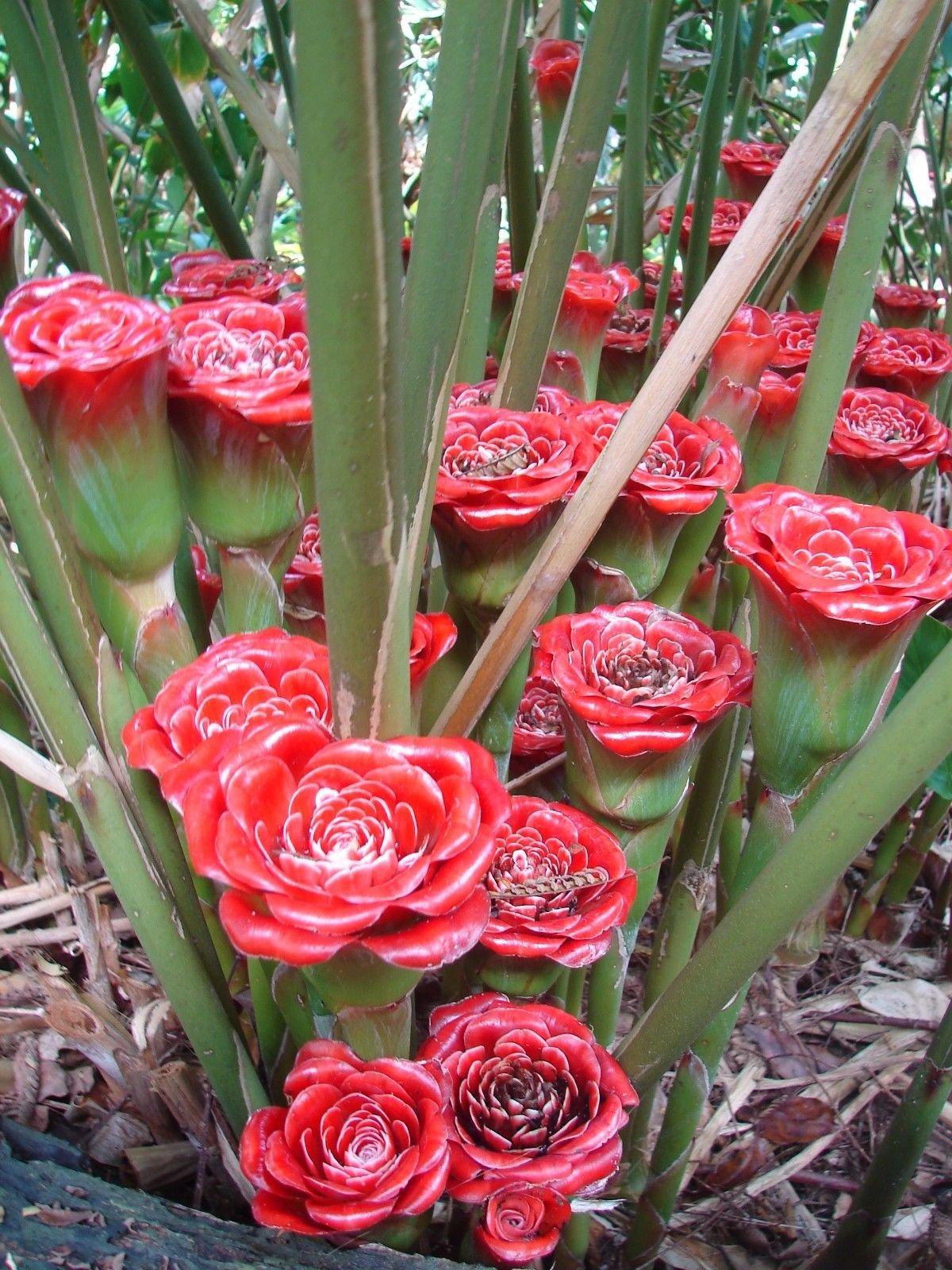 Red Green Torch Ginger flowers for tropical garden display