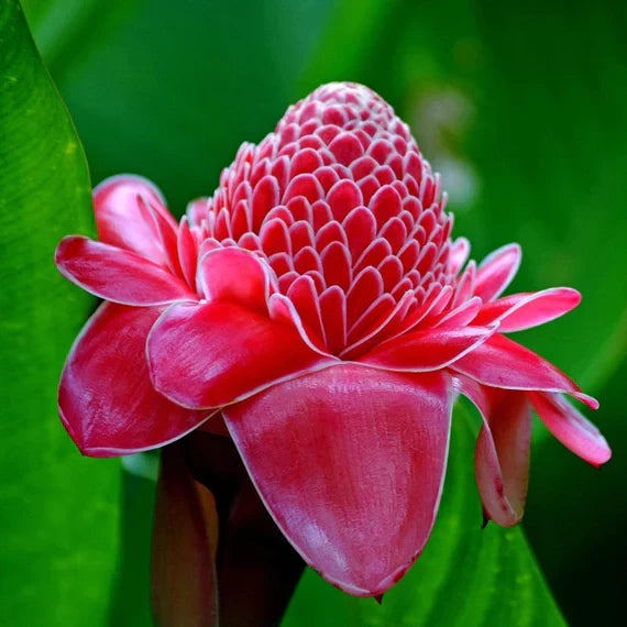 Red Green Torch Ginger Plant Seeds for Planting