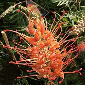 Red Grevillea Robusta Flower Seeds for Planting