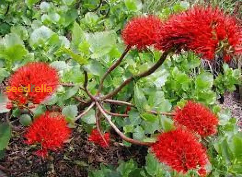 Red Greyia Sutherlandii Flower Seeds For Planting  Brighten Your Garden!