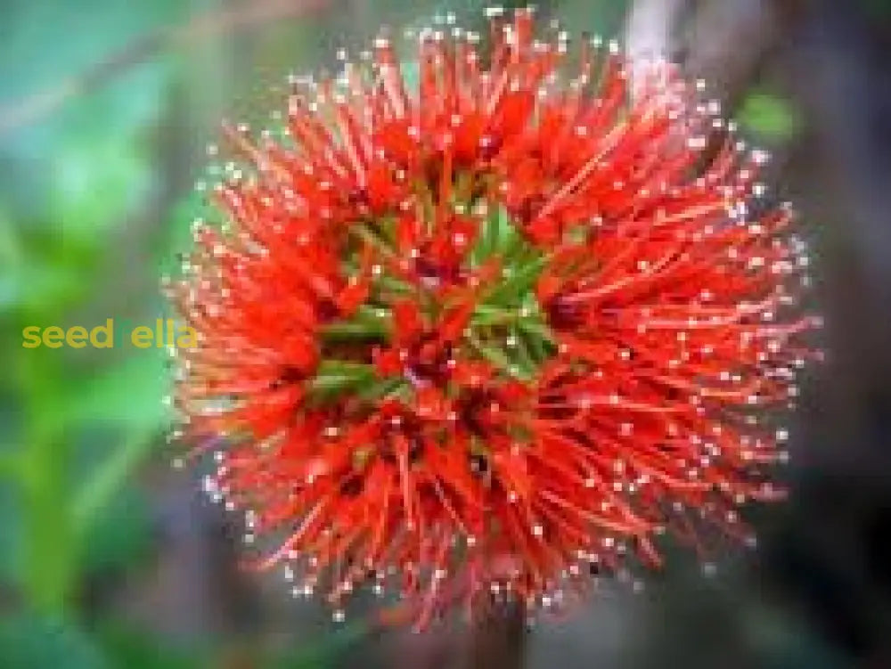 Red Greyia Sutherlandii Flower Seeds For Planting  Brighten Your Garden!