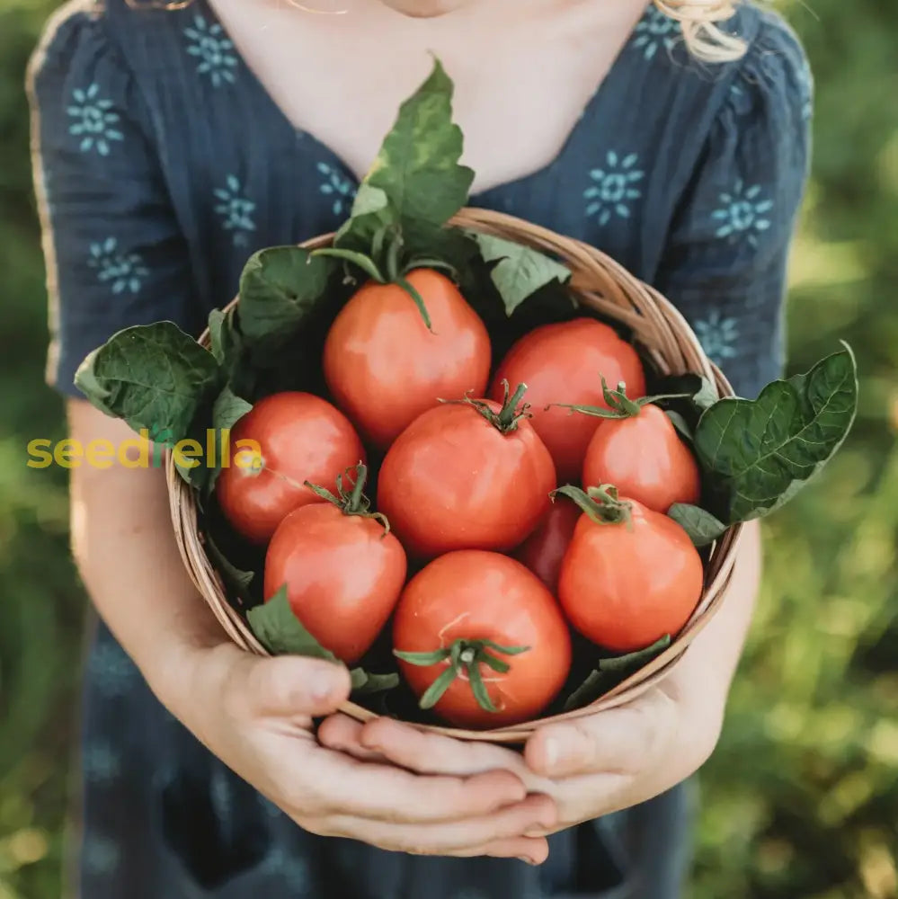 Red Grushovka tomato seeds suitable for home gardening