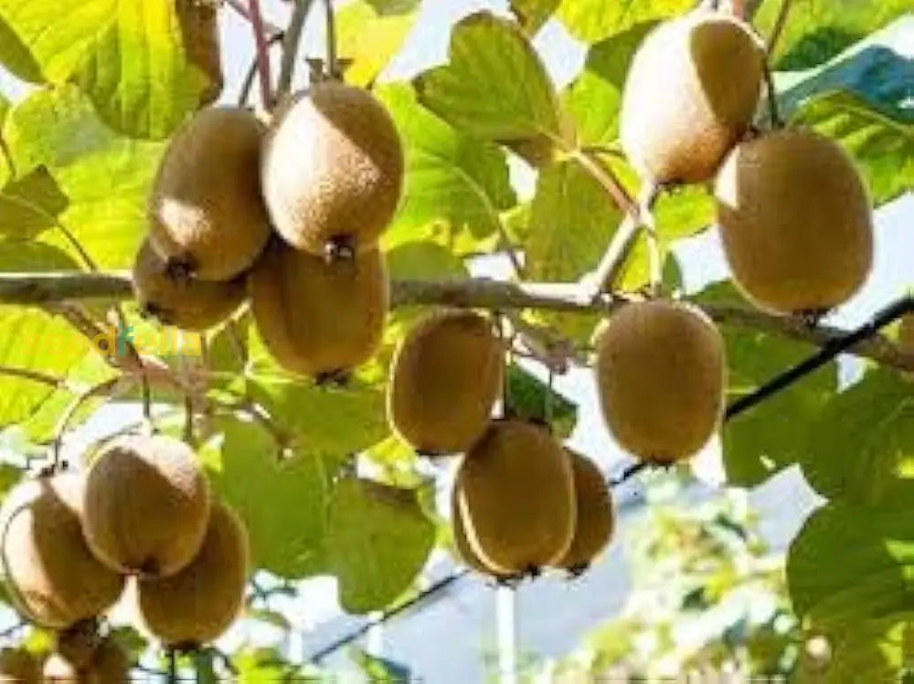 Red Heart Kiwi Seeds For Planting  Grow Your Own Exotic Fruit