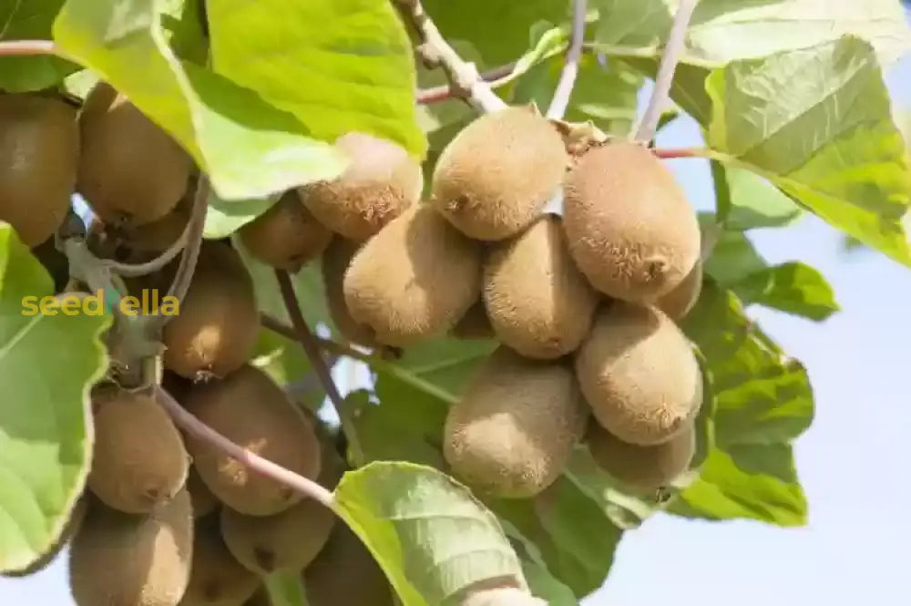 Red Heart Kiwi Seeds for Planting Exotic Kiwi Variety