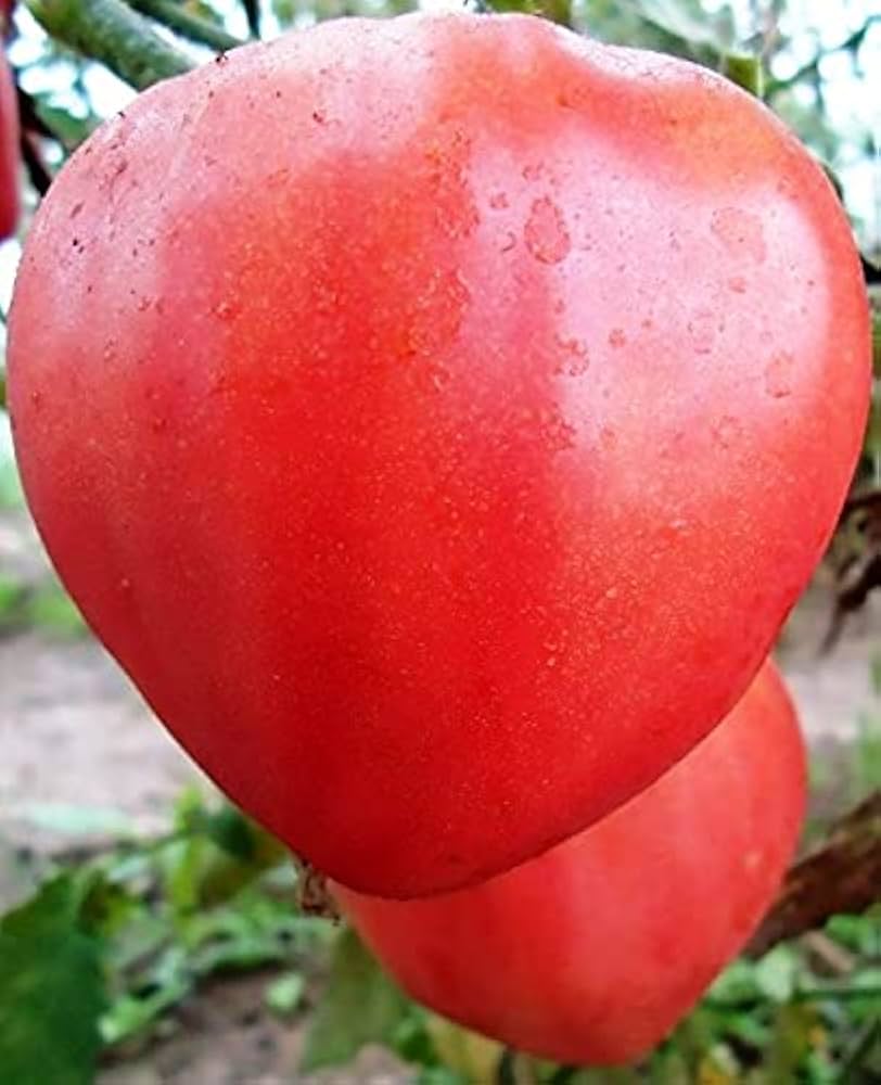 Heart-shaped tomato fruit grown from Red Heart Tomato Seeds