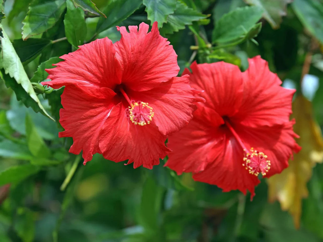 Bright red Hibiscus flowers blooming beautifully in a sunny home garden.