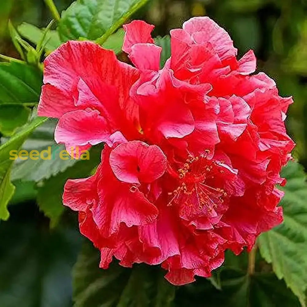 Red Hibiscus Flower Seeds For Easy Planting And Stunning Garden Blooms