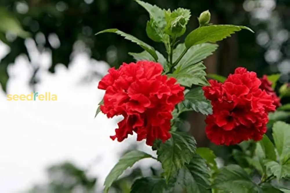 Red Hibiscus Flower Seeds For Easy Planting And Stunning Garden Blooms