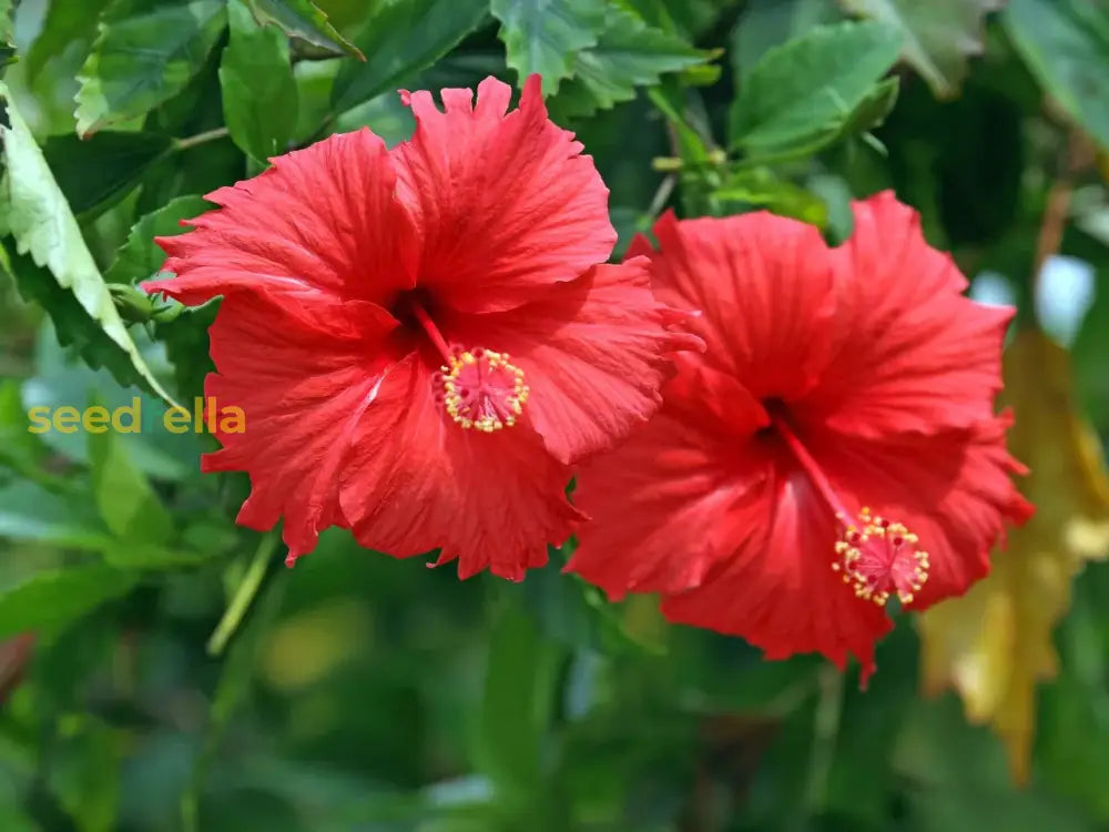 Red Hibiscus Flower Seeds For Stunning Blooms