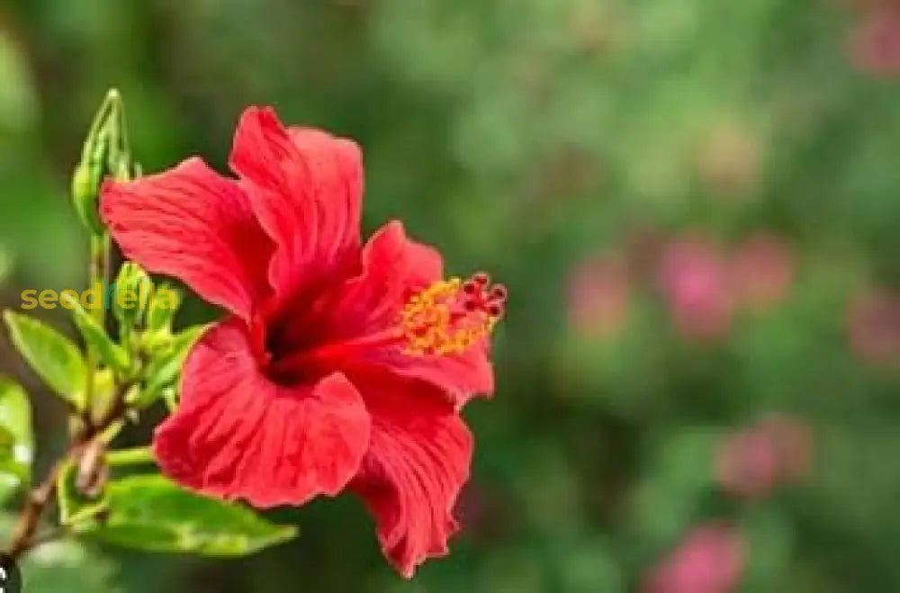 Red Hibiscus Flower Seeds For Stunning Blooms